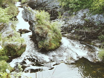 Scenic view of forest