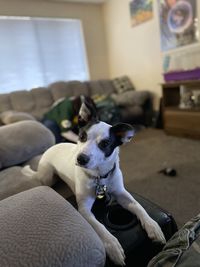 Dog relaxing on sofa at home