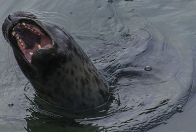 Close-up of bird at beach