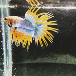 Close-up of fish swimming in aquarium