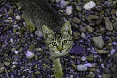 Portrait of tabby cat on purple flowering plant