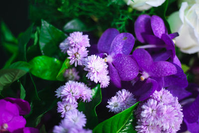 Close-up of purple flowering plants