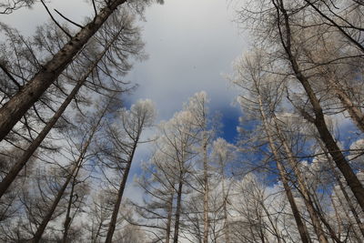 Low angle view of bare trees against sky during winter