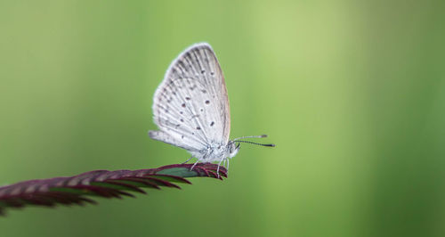 Close-up of butterfly on leaf