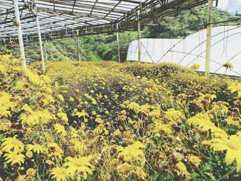 Yellow flowers growing in greenhouse