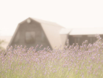 View of field of purple flowers