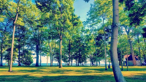 Trees in park