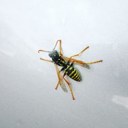 High angle view of insect on wall