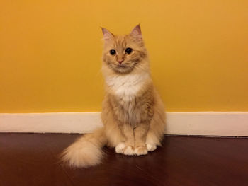 Portrait of cat sitting on orange wall