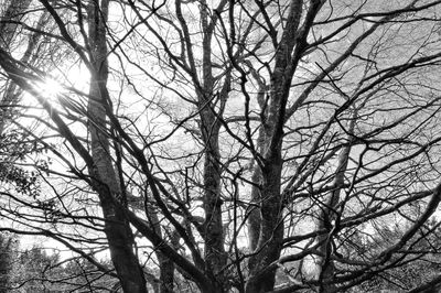 Low angle view of bare trees against sky