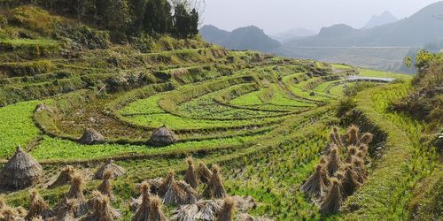 Scenic view of agricultural field