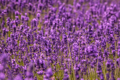 Close-up of purple plants