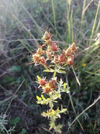 Close-up of flowers blooming outdoors