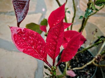 Close-up of leaves against blurred background