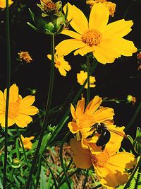 Close-up of yellow flowers blooming outdoors