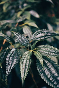 Close-up of leaves