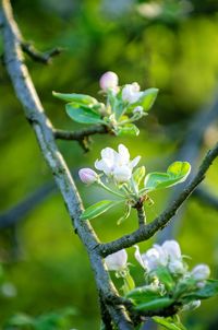 Close-up of flowering plant