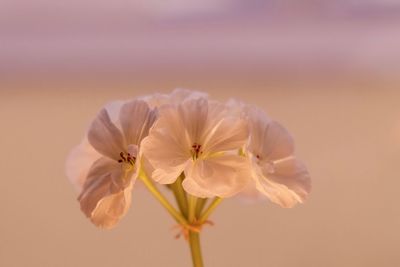 Close-up of white cosmos flower