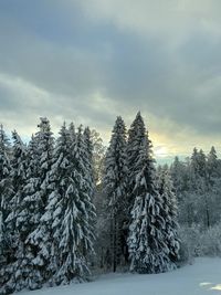 Snow covered pine trees in forest against sky