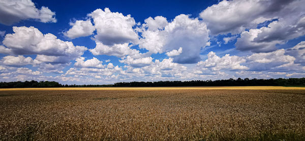 Scenic view of agricultural field against sky