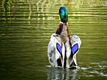 Close-up of duck swimming in lake