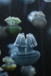 Close-up of jellyfish swimming in sea