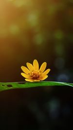 Close-up of yellow flowering plant