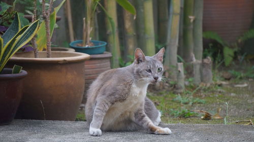 Cat looking away