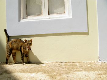 Cat looking through window