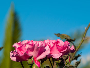 Close-up of pink flowering plant against clear blue sky