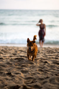 Dog on beach