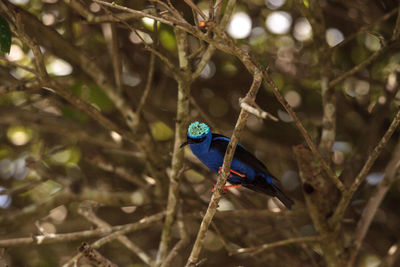 Bird perching on branch