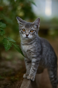 Close-up portrait of cat sitting outdoors