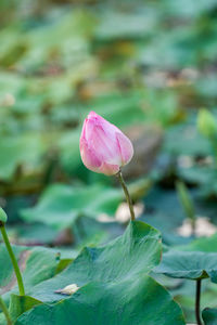 Close-up of pink lotus water lily