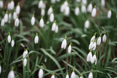 Close-up of white flowering plants on field