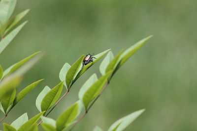 Close-up of insect on plant