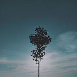 Low angle view of flowering plant against sky at sunset