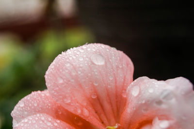 Close-up of raindrops on pink rose