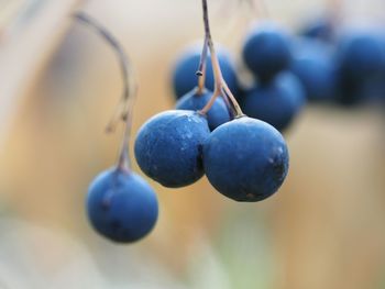 Close-up of grapes hanging from plant