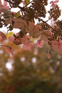 Low angle view of pink flowers blooming on tree