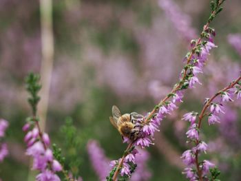 Close-up of butterfly pollinating on purple flower