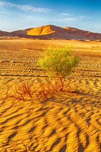 Scenic view of desert against sky