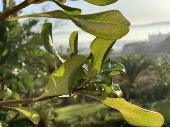 Close-up of fresh green leaves