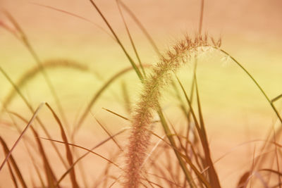 Close-up of plants growing at sunset