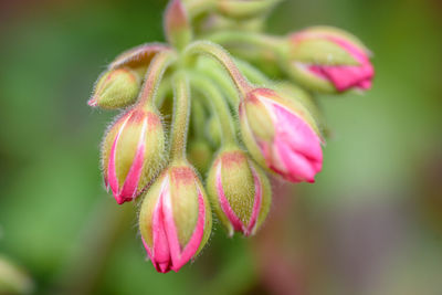 Close-up of pink flower