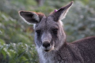 Close-up portrait of pug