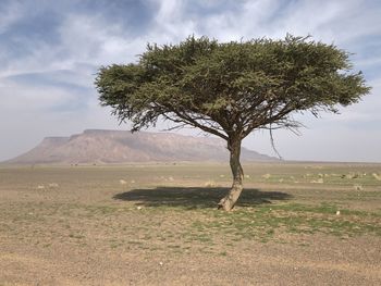 Tree on field against sky