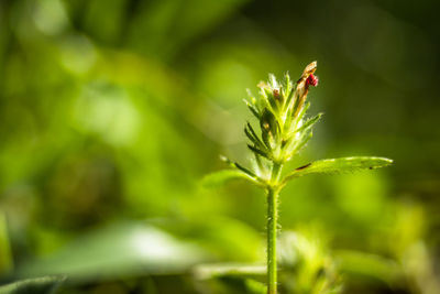 Close-up of insect on flower