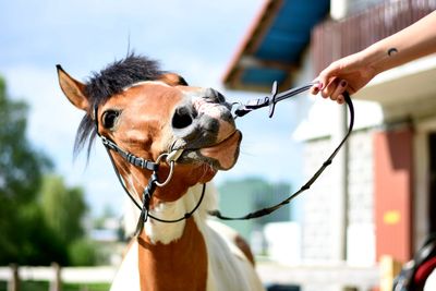 Close-up of person leading horse