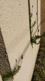 Close-up of plant against wall